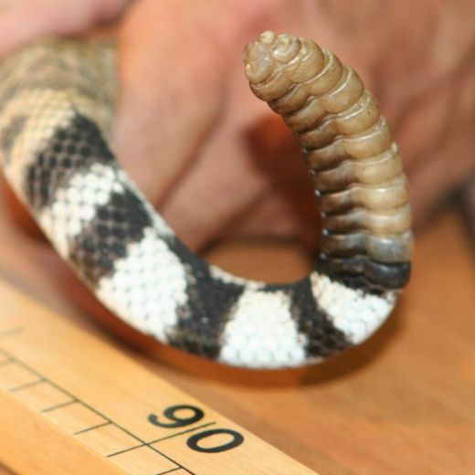 Serpente alieno nella pineta di Ostia